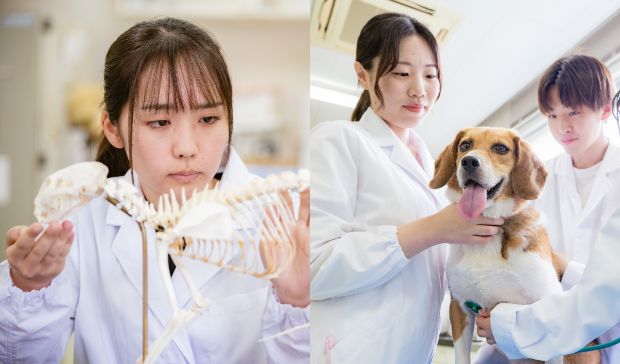 動物保健看護学分野