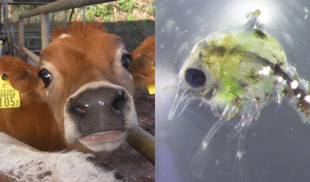 動物資源学分野