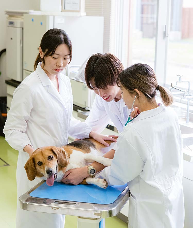 動物にかかわる公務員をめざせる