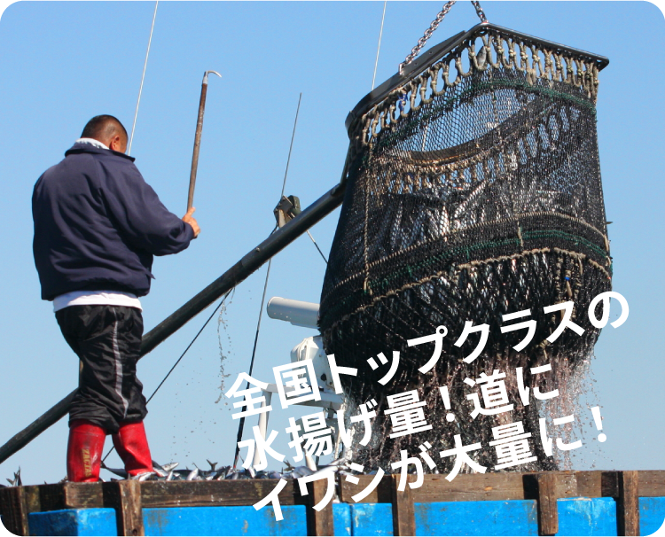 全国トップクラスの水揚げ量!道にイワシが大量に!