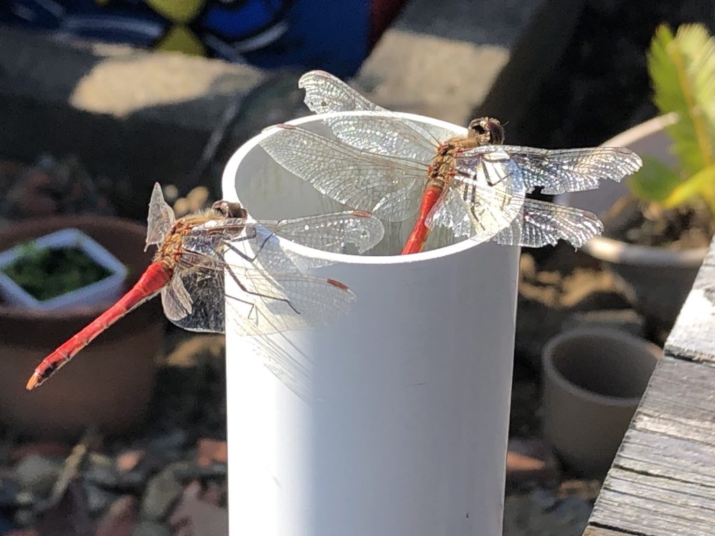 銚子に秋が訪れました