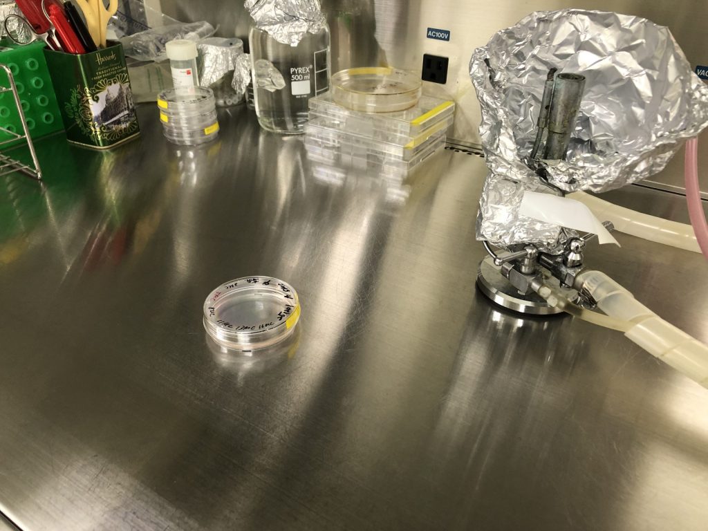 HAoSMC（ヒト大動脈平滑筋細胞）の培養を開始しました